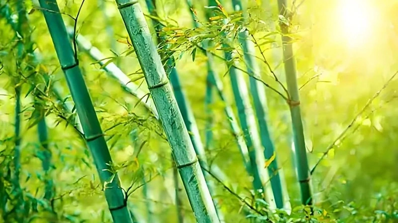 Natural Bamboo Pulp